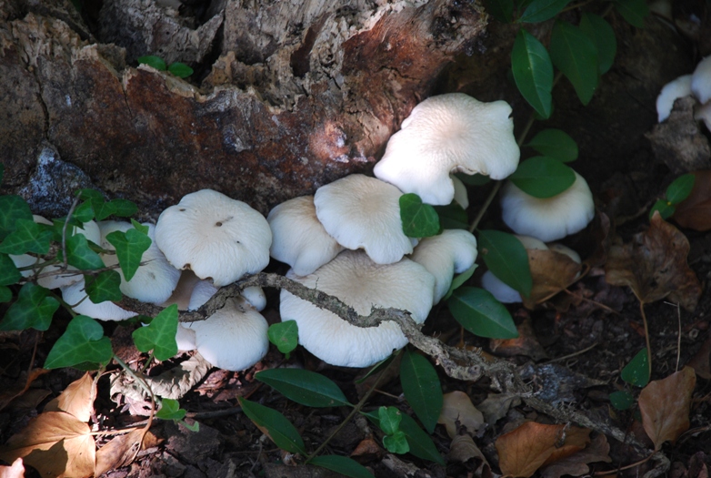 Fungo da determinare!!!